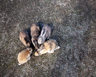 もふもふな写真が撮り放題！ウサギ＆古民家を巡る広島・竹原の一石二鳥旅