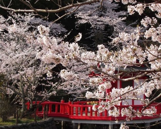 春の色に彩る！千葉県茂原市で「茂原桜まつり」開催中