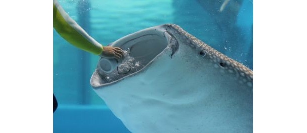 【写真】横幅70cmのジンベエザメの大きな口はコチラ！