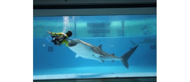 同園で行われるジンベエザメの水中給餌は日本初のパフォーマンス！