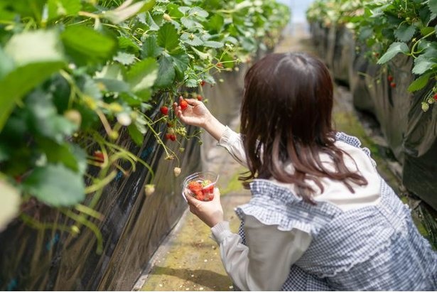 いちご狩りのシーズンっていつまで 実は5月 6月でもまだまだ楽しめる いちご狩り ウォーカープラス