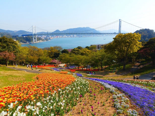 色鮮やかな絨毯のように花が咲き誇る