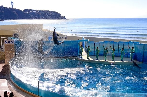 【写真】相模湾をバックに迫力満点のイルカショーを楽しめる