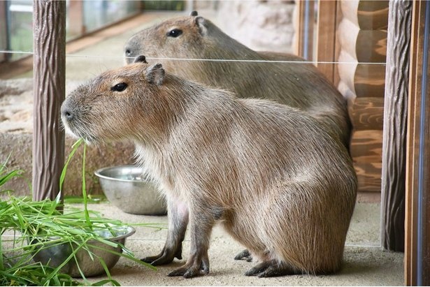 カピバラにエサをあげながら、食べる様子を間近で観察できる体験プログラムも