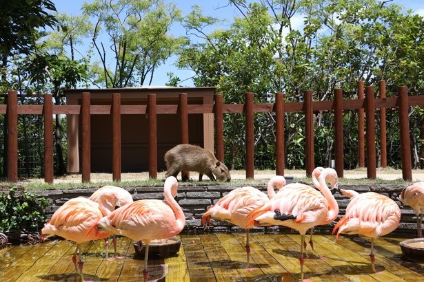 水族館に遊園地 魚釣り q 横浜 八景島シーパラダイスの楽しみ方 夏イベント満載 夏休み ウォーカープラス