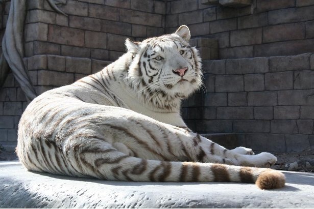 東武動物公園の楽しみ方をガイド 一日遊べるハイブリッドレジャーランド 夏イベント満載 夏休み ウォーカープラス