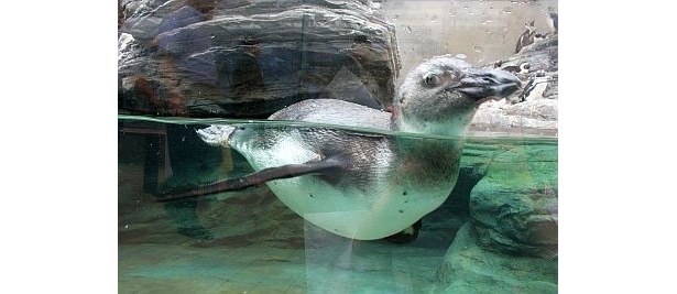 “目が合った！”と感じる瞬間も多々あり