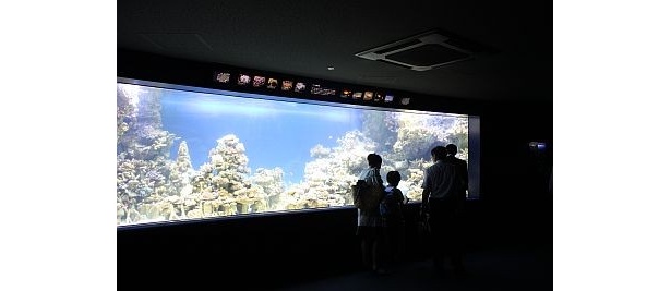 水族館内部。都会的な雰囲気が漂う