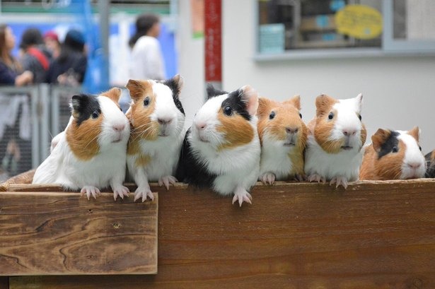 【写真】もっふもふのモルモットが整列!野毛山動物園のキュートないきものたち