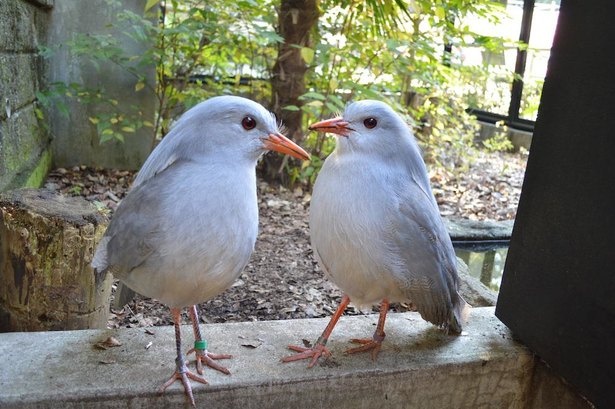 地面を歩いて生活する、飛べない鳥のカグー。冠羽を逆立てたり、翼を広げて威嚇や求愛を示すそう