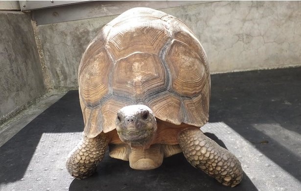野生ではマダガスカル島の一部に生息するのみだというヘサキリクガメ
