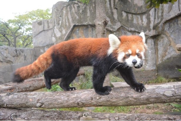入口からほど近いエリアにいるレッサーパンダ。愛くるしい見た目で来園者の視線をくぎ付けに!