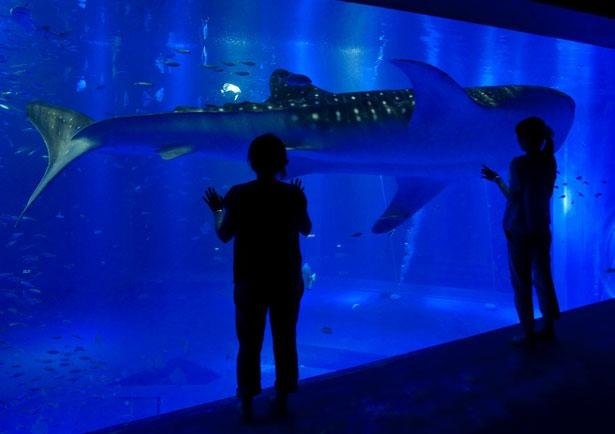 のとじま水族館の楽しみ方ガイド 日本海側で唯一のジンベエザメなど見どころ満載 夏イベント満載 夏休み ウォーカープラス