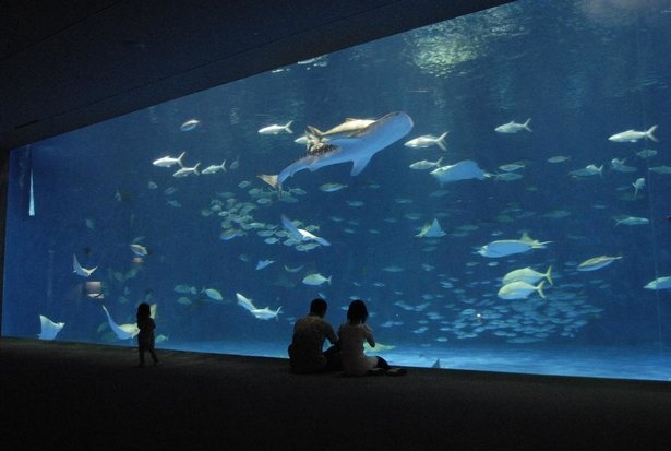 【写真】ジンベエザメやマグロやカツオなどが泳ぐ「黒潮大水槽」