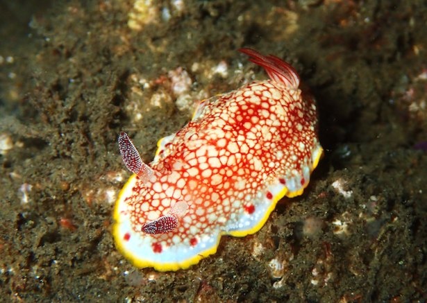 白地に赤い網目模様があるサラサウミウシ