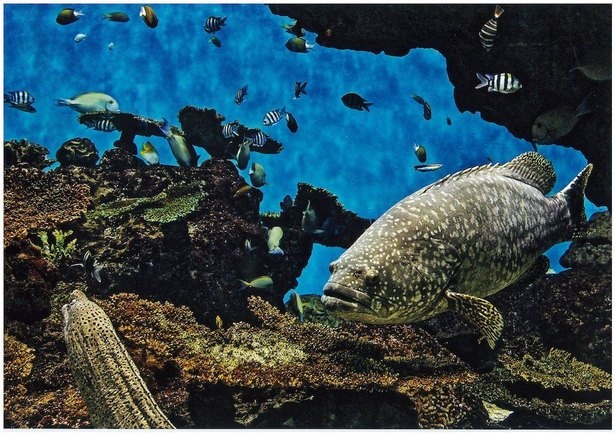 熱帯・亜熱帯性魚類とサンゴ類を展示する「南西諸島の海」