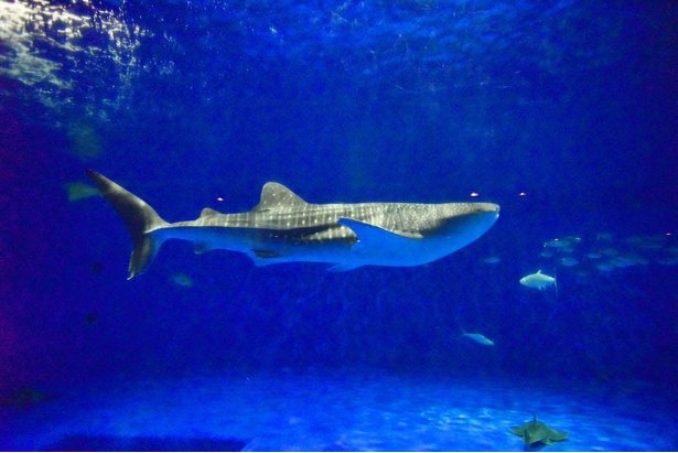 ジンベエザメ10代目の“ユウユウ”