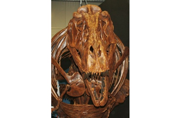 【写真】巨大なティラノサウルスの全身復元骨格