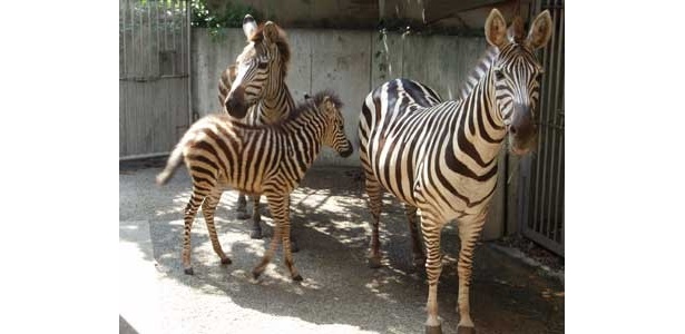 【SNO】8/13(土)のUSTREAM番組配信はコレ！「天王寺動物園のなかまたち」「地下鉄30000系、準備OK！」ほか。「DOORS」オモシロ講座もピックアップ配信中！