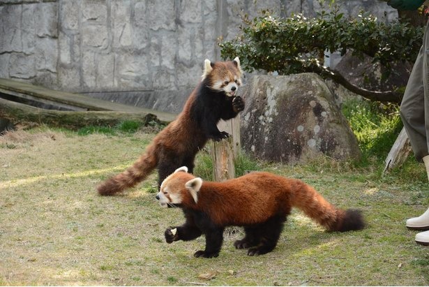 根強い人気のレッサーパンダのキラくんやマルちゃん