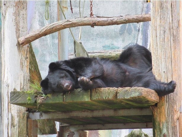 【写真】バットを華麗に回す技を持つ、“カンフー熊”ことクマのクラウド君