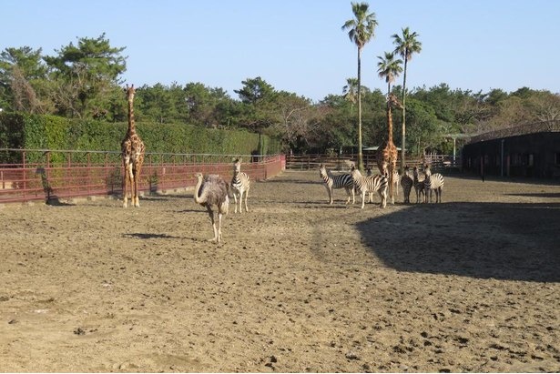 【写真】日本で最も古くから開始されたアフリカ園の混合飼育