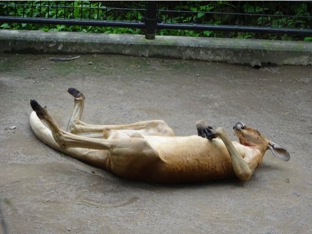 アカカンガルーのオスのお昼寝姿。実は首のところが赤いって知ってた?
