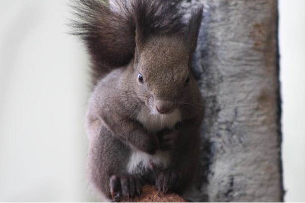 北海道の動物であるエゾリス。体毛が夏は茶色、冬は灰褐色になり、冬だけふさふさの耳毛が生える