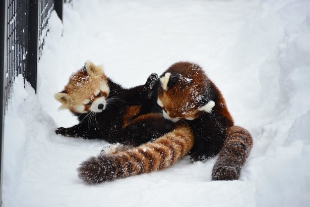 暑さが苦手で、寒い冬のほうが活発になるレッサーパンダ。雪の中で大はしゃぎ