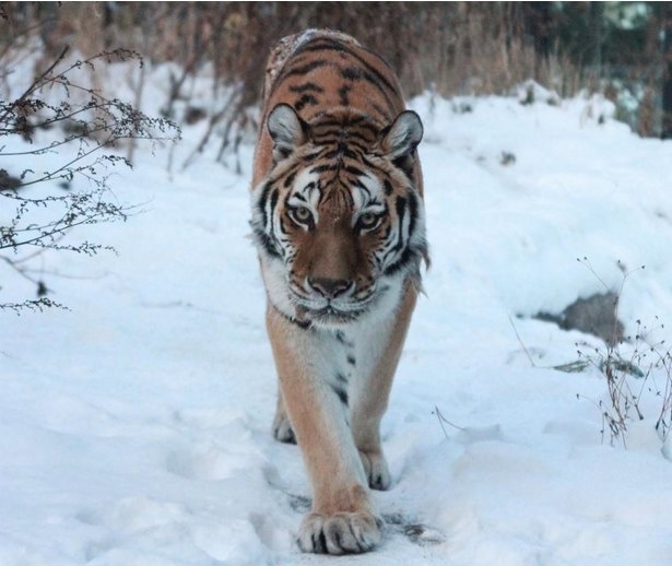 トラの中で最大級の大きさを誇るアムールトラは本来、ロシア沿岸部の寒い地域に生息する動物。北海道の冬の寒さもなんのその