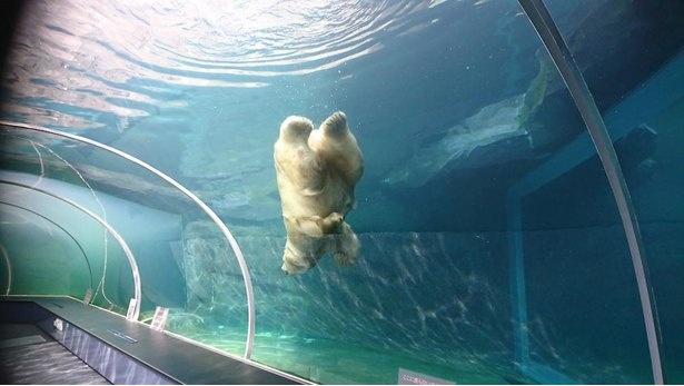 札幌市円山動物園はオールシーズンでおすすめ グルメやお土産情報も紹介 画像4 19 夏イベント満載 夏休み ウォーカープラス