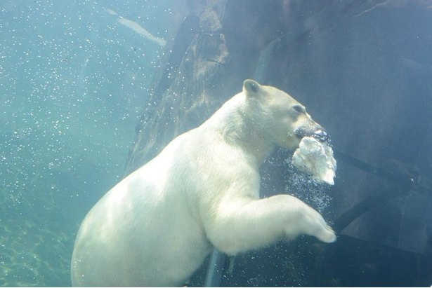 水中にいるホッキョクグマ