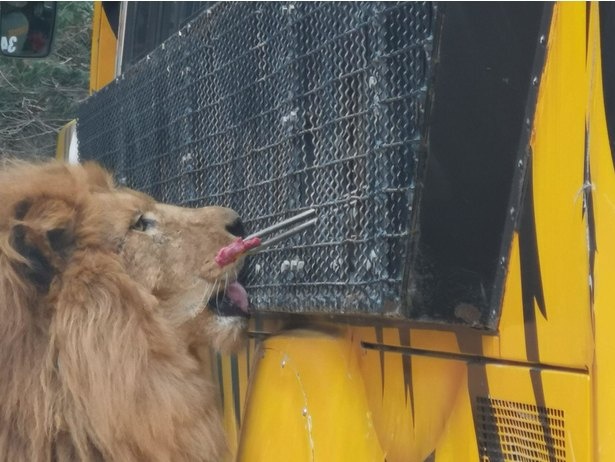 エサを前に百獣の王もかわいらしい表情