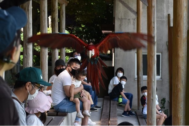 目の前を鳥が飛ぶフライングショーは圧巻