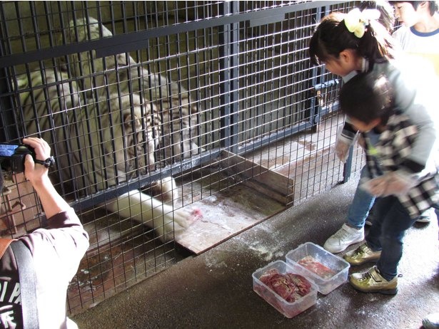 群馬サファリパークの楽しみ方 家族とのおでかけやデートにおすすめの情報も満載 画像7 24 夏イベント満載 夏休み ウォーカープラス