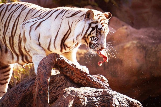 動物たちのレアな姿を楽しめる「夕暮れサファリ」