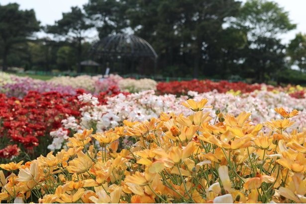 ラナンキュラスの“ラックス”は宮崎県綾町にある綾園芸のオリジナル品種