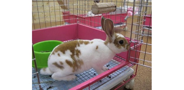 早くも口コミで人気!?　名古屋に誕生した“うさぎカフェ”に行ってきた！