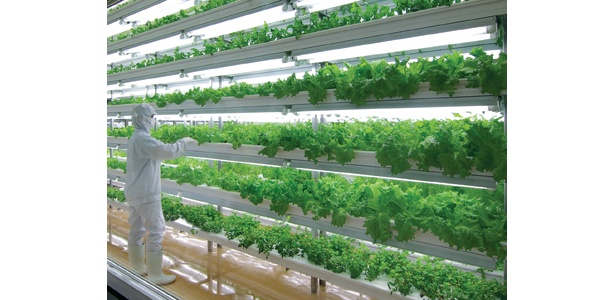 蛍光灯を光源とした植物工場において、レタス・サラダ菜等を栽培して いる（株）フェアリーエンジェルの京都府北山にある工場