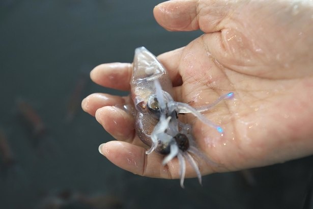 【写真】手のひらの上で青白く光る様子に興味津々!