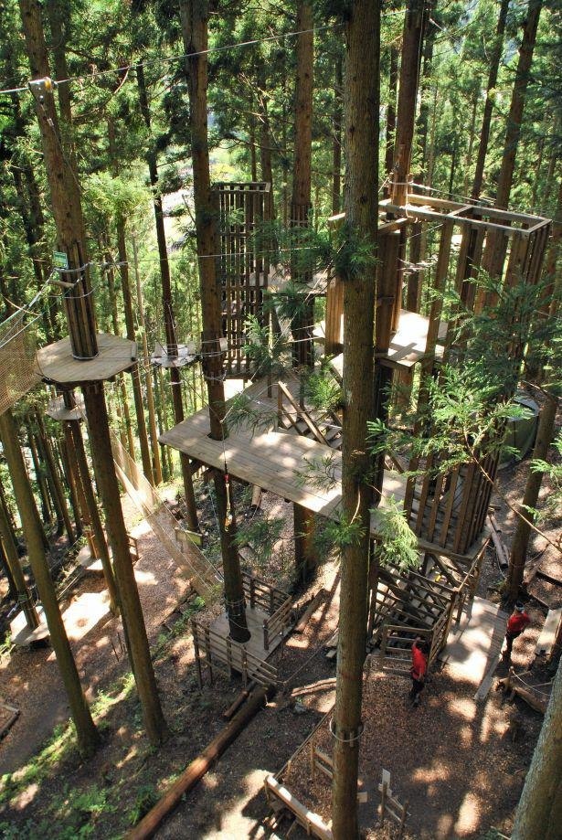 スリリングな樹上体験もできる