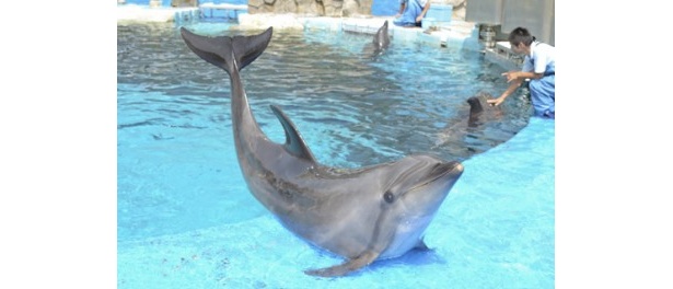 名古屋港水族館ではバンドウイルカのバックヤード見学！
