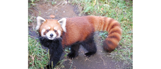 動物園で夢がかなう!?　“ズーラシア”10周年で「夢」募集中！