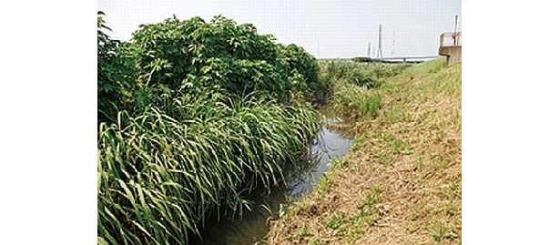小出川は草が生い茂り、カッパがいそうな雰囲気だけど