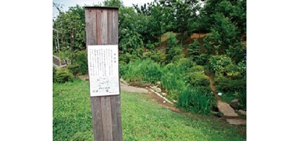 片倉うさぎ山公園の滝野川周辺でも目撃情報があるのだが