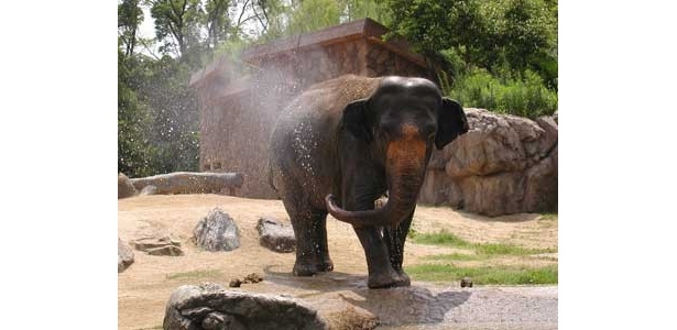 「春子」は天王寺動物園のなかでも、最長飼育の63歳