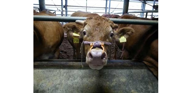 「あか牛」の肥育農家を訪問。ほぼ100％地元産の飼料、地下水を飲んで育つ
