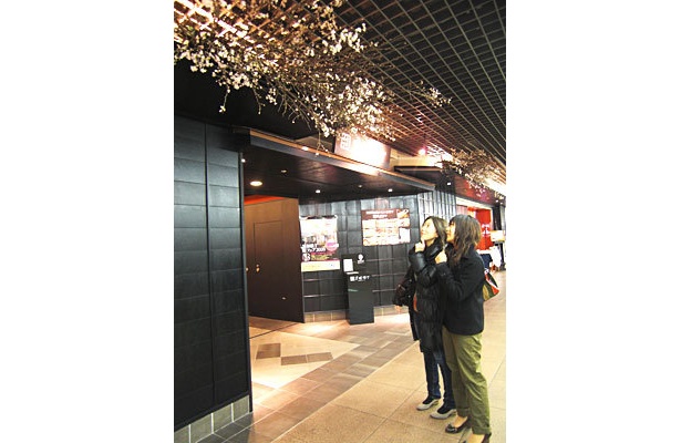東京駅構内に本物の“桜” 「黒塀横丁桜フェア」
