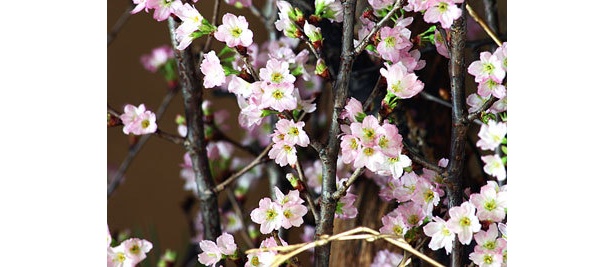 クリスマスから咲くものも！薄いピンクが美しい啓翁桜