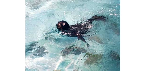 【SNO】週末10/8（土）のUSTREAM番組はコレ12:00～「天王寺動物園のなかまたち」、14:20～「大阪に暮らす留学生からのメッセージ」など